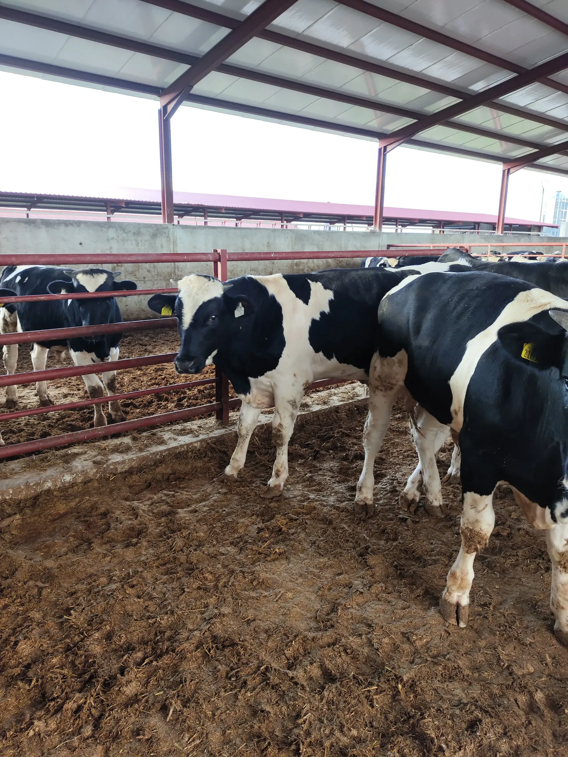 Una manada de vacas blancas y negras se encuentran en un granero.