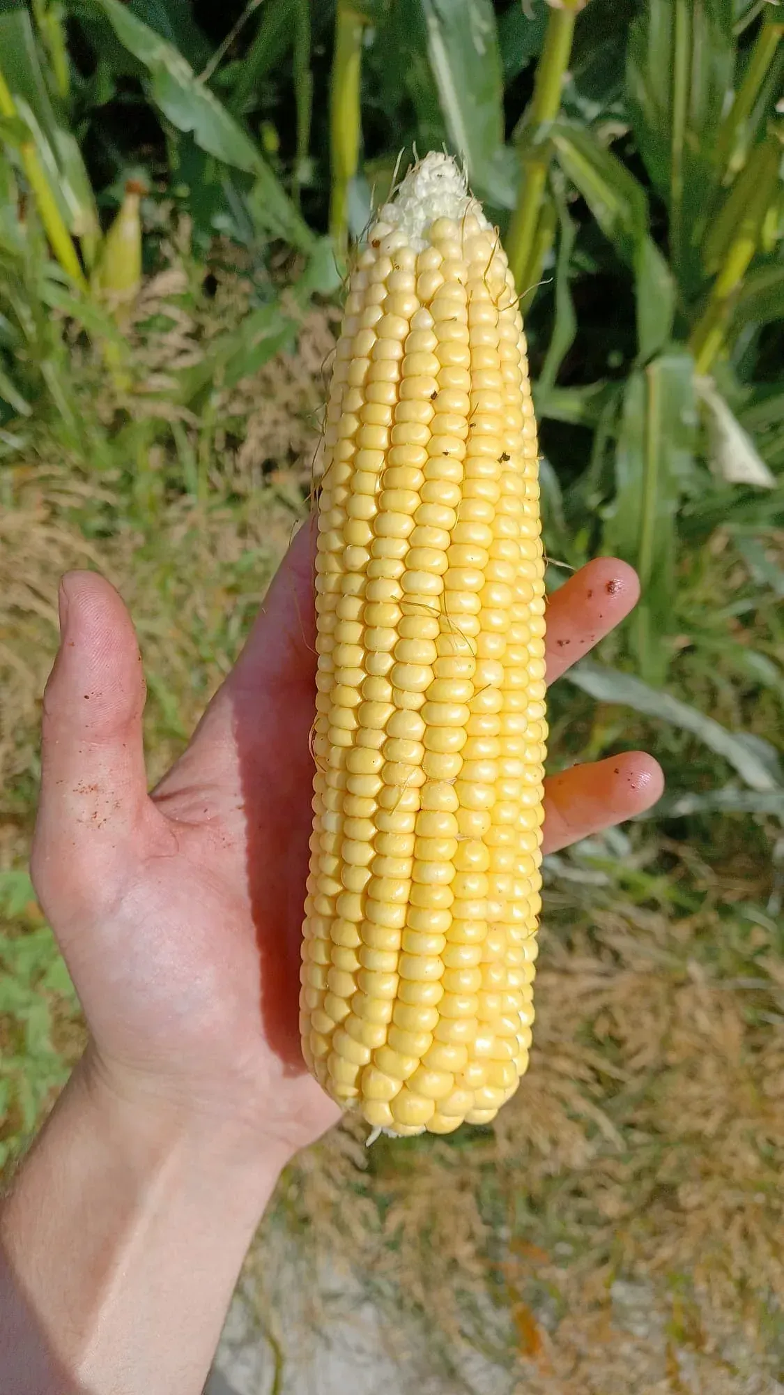 Una persona sostiene una mazorca de maíz en su mano.
