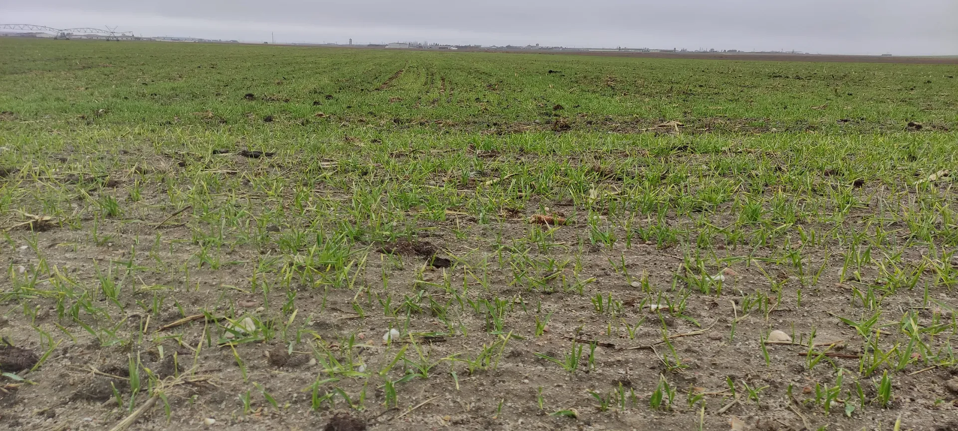 Un campo de plantas verdes que crecen en la tierra en un día nublado.