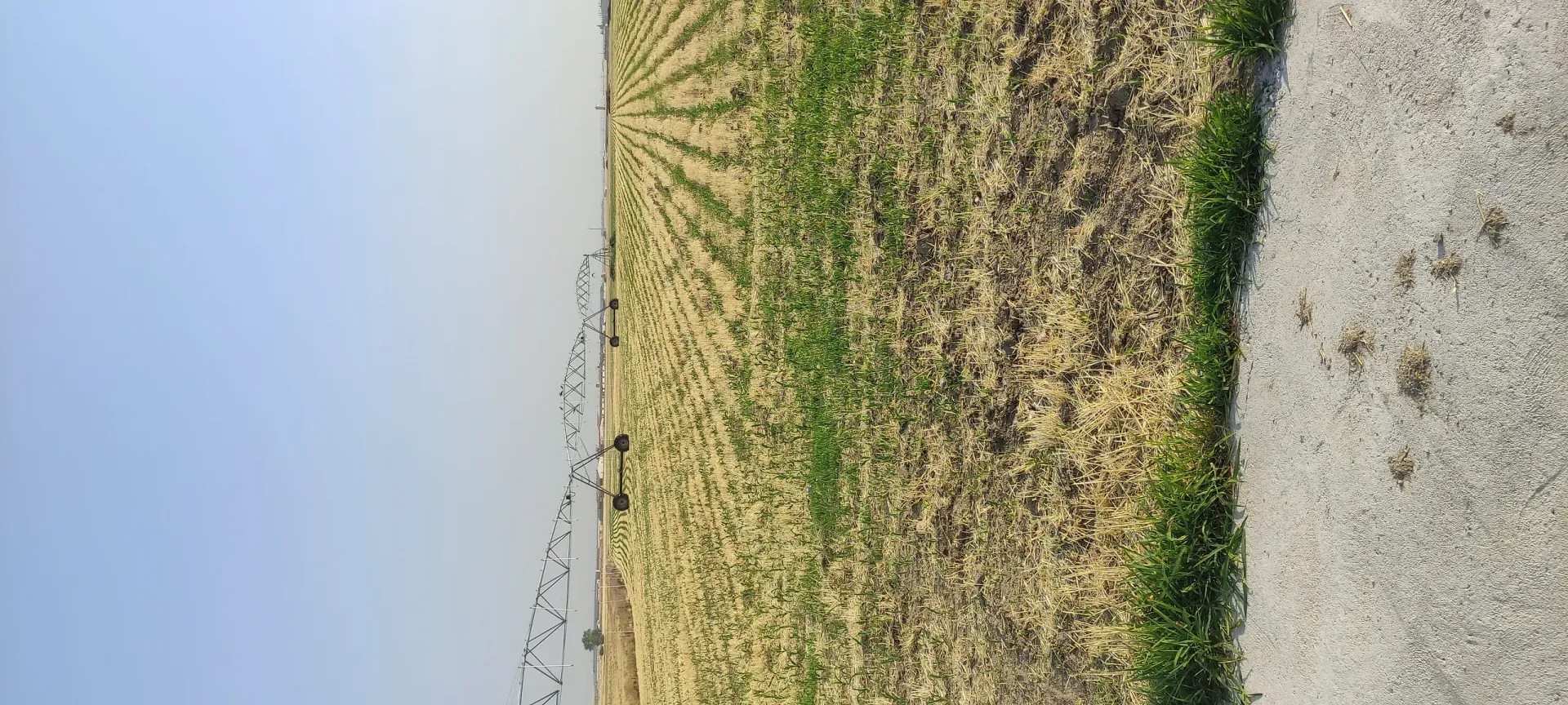 Un campo de hierba y tierra con un cielo azul de fondo.