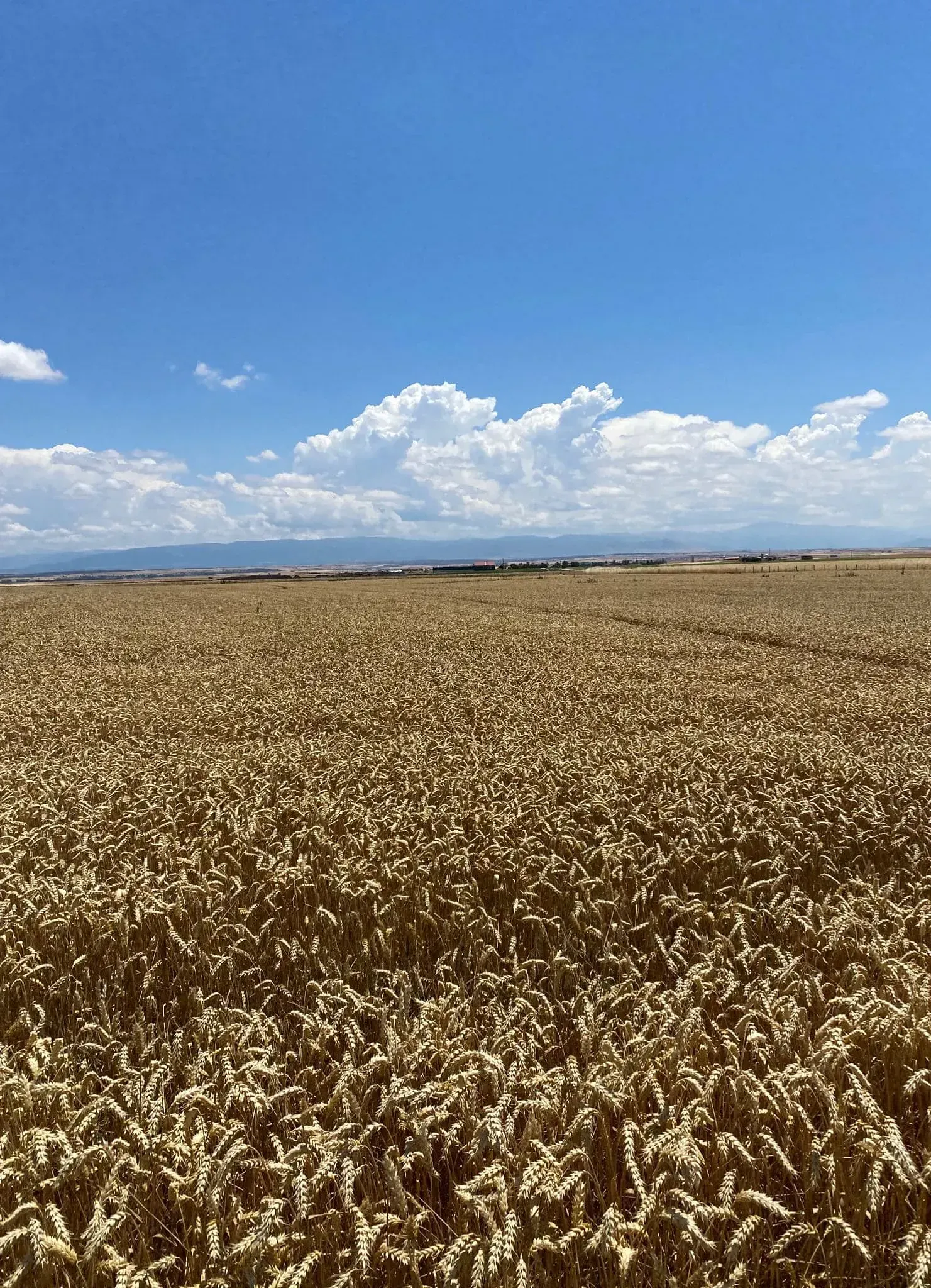 Un gran campo de trigo contra un cielo azul con nubes