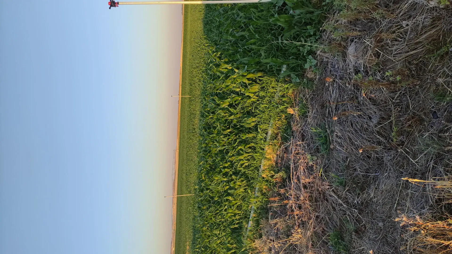 Una persona está parada en medio de un campo de maíz.