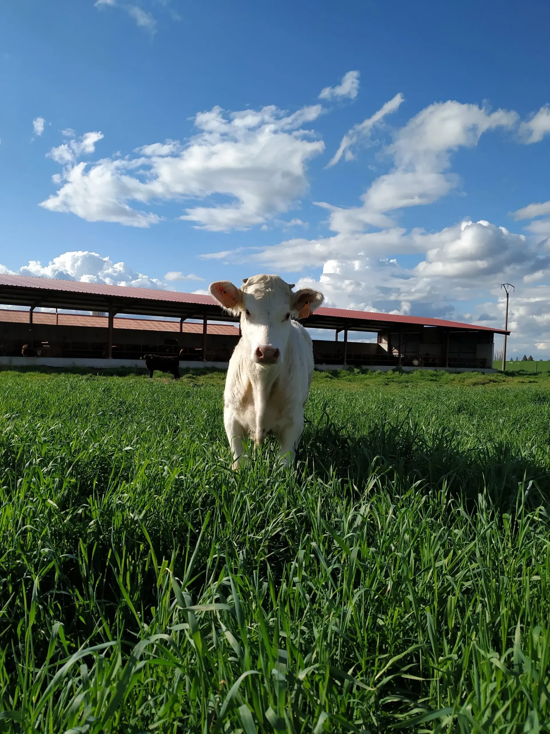 Una vaca blanca está parada en un campo de hierba mirando a la cámara.