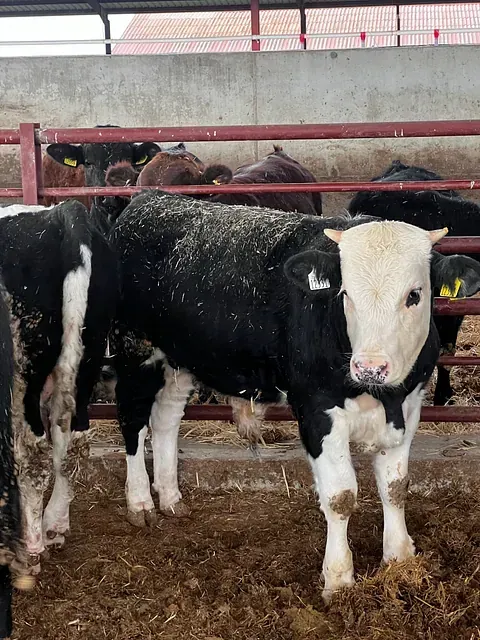 Una vaca blanca y negra parada en un corral con otras vacas