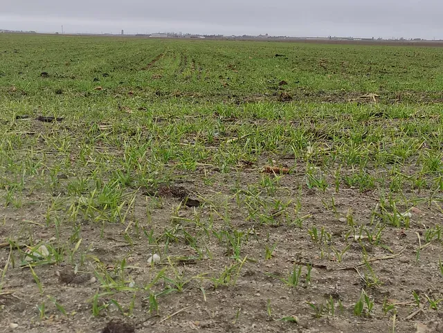 Un campo de hierba que crece en el suelo en un día nublado.