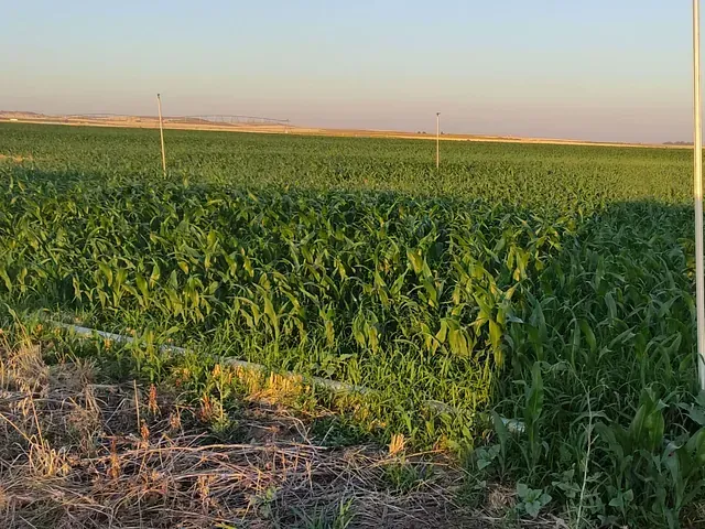 Un campo de plantas verdes con un poste en el medio.