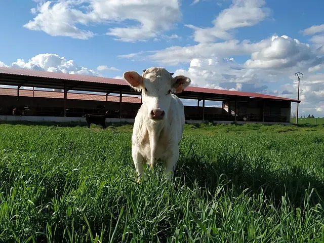 Una vaca blanca parada en un campo de hierba mirando a la cámara.