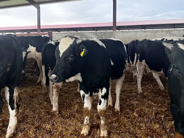 Una manada de vacas blancas y negras de pie en un granero.