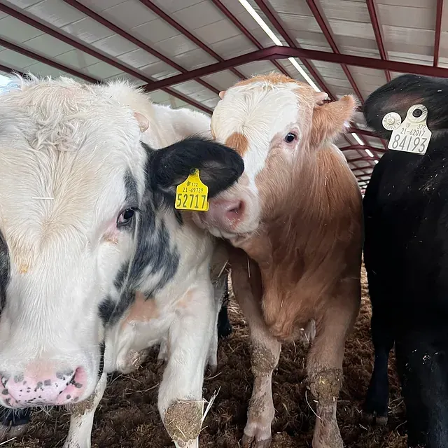 Tres vacas están paradas una al lado de la otra y una tiene una etiqueta que dice 84798
