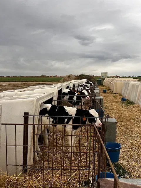 Una manada de vacas está parada en un corral en un campo.