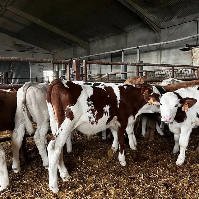 Una manada de terneros marrones y blancos en un establo