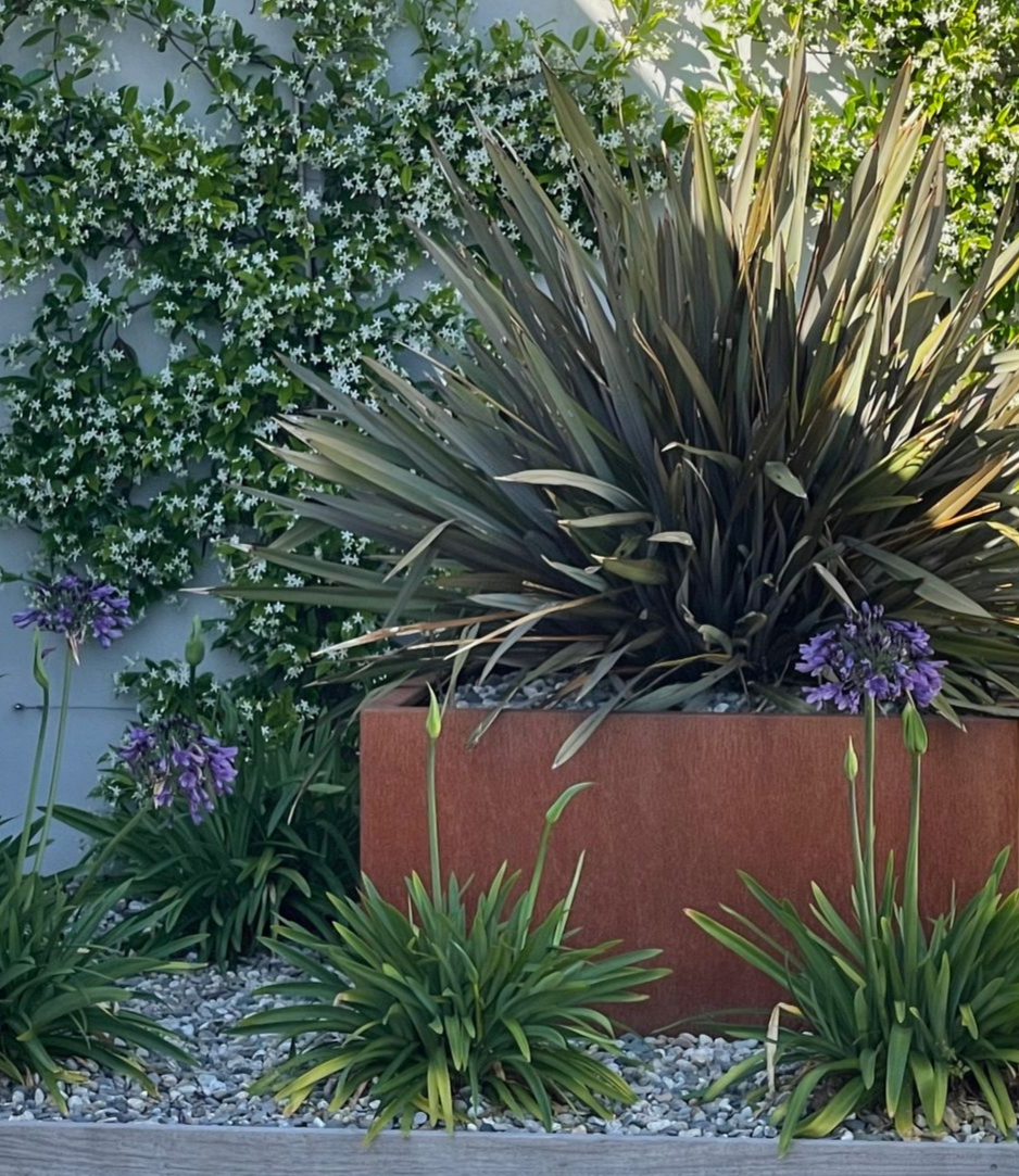 Une scène de jardin moderne avec une jardinière couleur rouille, des plantes à fleurs violettes et un mur de fleurs blanches.