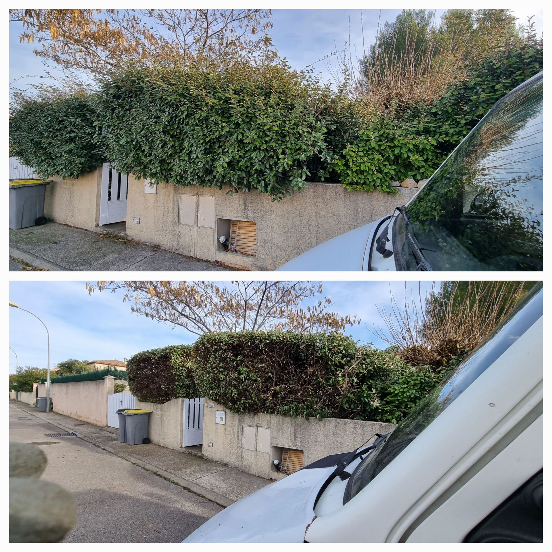 Deux photos horizontales l'une en dessous de l'autre : une montre un buisson touffu et l'autre montre un buisson taillé