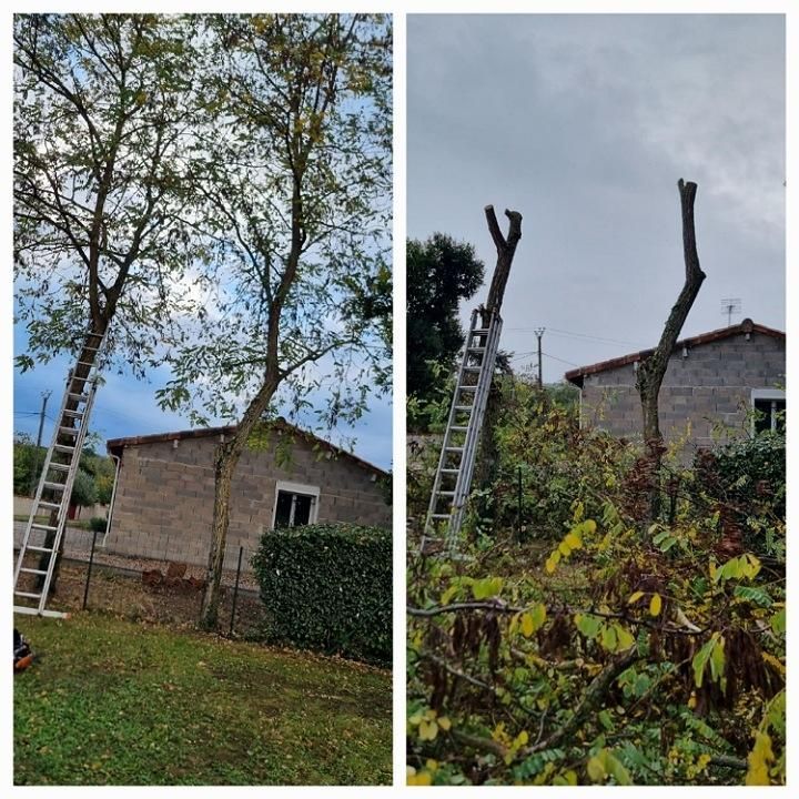 Deux photos verticales l'une contre l'autre : une montre 2 grands arbres avec des feuilles et l'autre montre ces mêmes arbres sans aucune feuille
