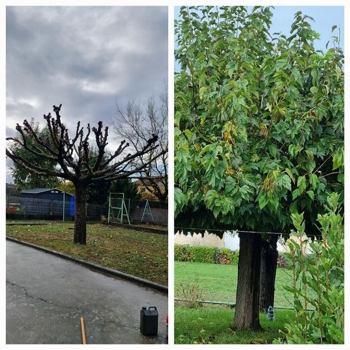 Deux photos verticales l'une contre l'autre : une montre un arbre touffu et l'autre montre ce même arbre sans feuilles