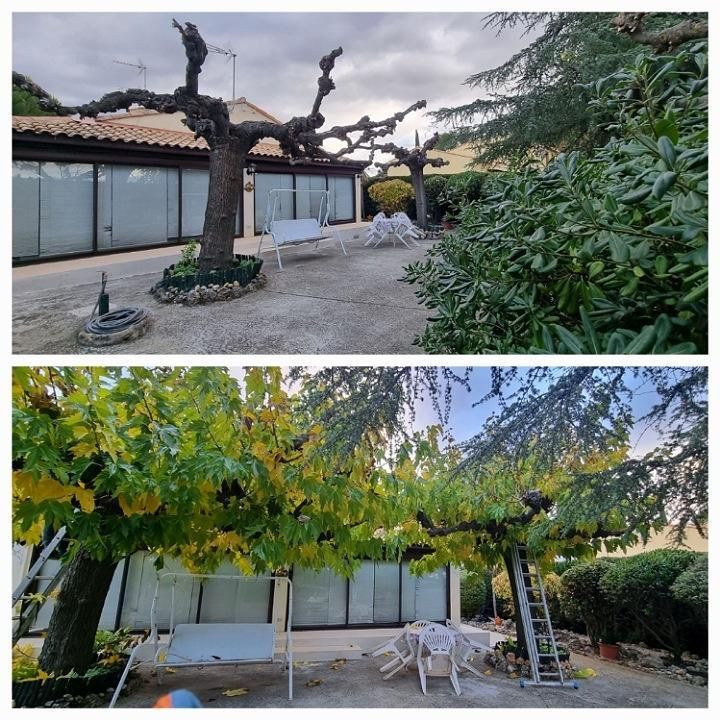 Deux photos horizontales l'une en dessous de l'autre : une montre un arbre sans feuille et l'autre montre ce même arbre avec plein de feuilles vertes