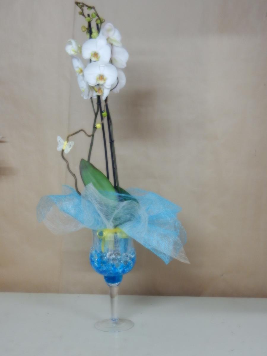 Orchidée phalaenopsis 02
