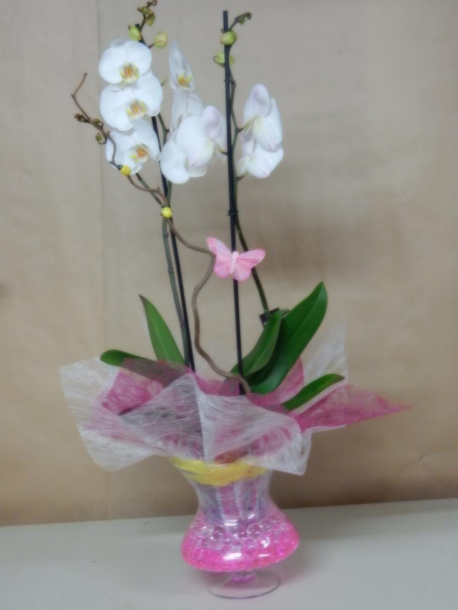 Orchidée phalaenopsis 01