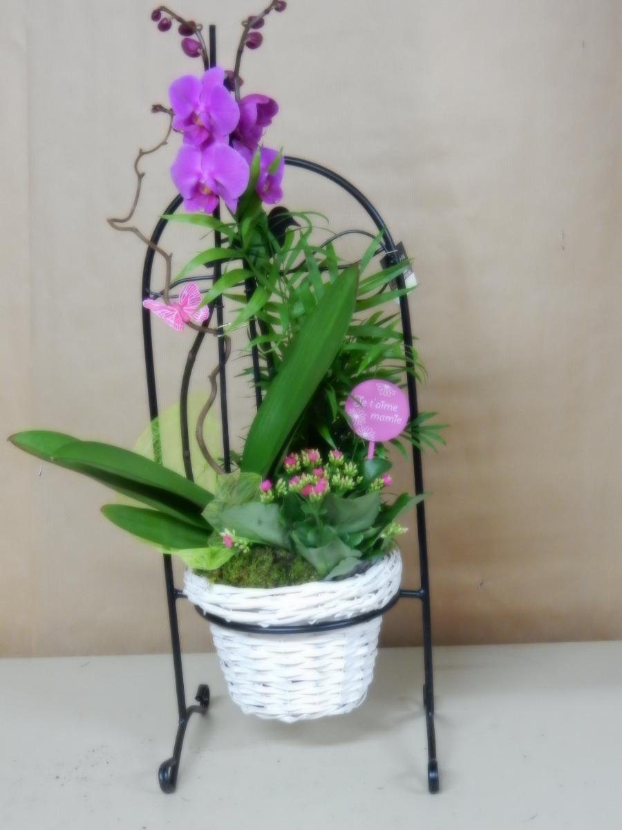 Orchidée phalaenopsis 04