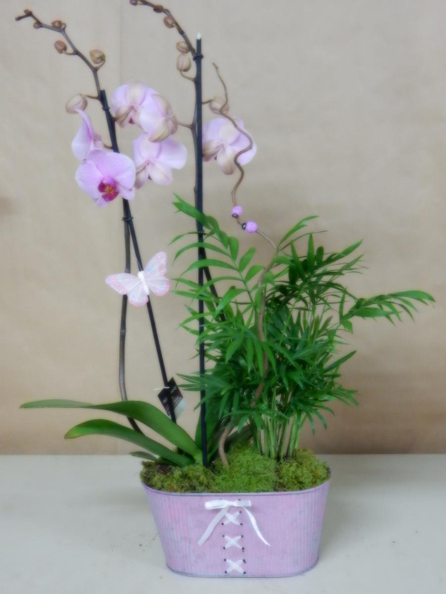 Orchidée phalaenopsis05
