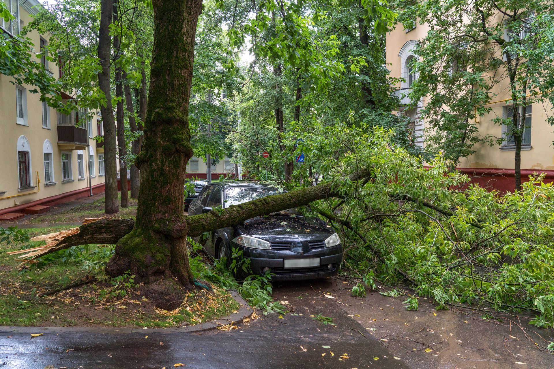 Voiture ensevelie sous une branche d'arbre tombée dans une rue résidentielle mouillée, à proximité d'immeubles d'appartements