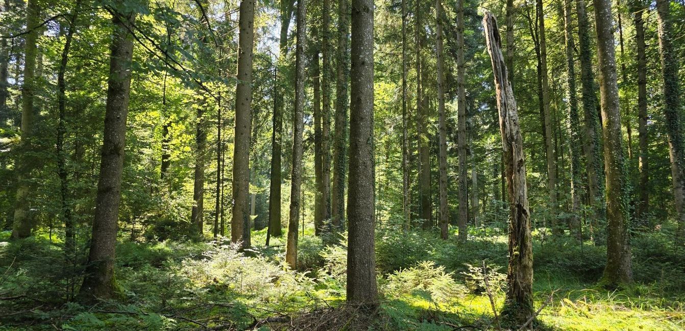 Forstbetrieb Wasseramt AG