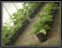 Pattus Tabacs - plantation de tabac - Neuchâtel
