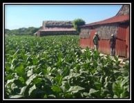 Pattus Tabacs - plantation de tabac - Neuchâtel