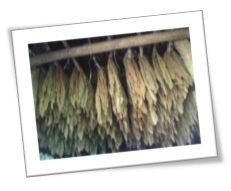 Pattus Tabacs - feuilles de tabac séchées - Neuchâtel