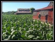 Pattus Tabacs - plantation tabac - Neuchâtel