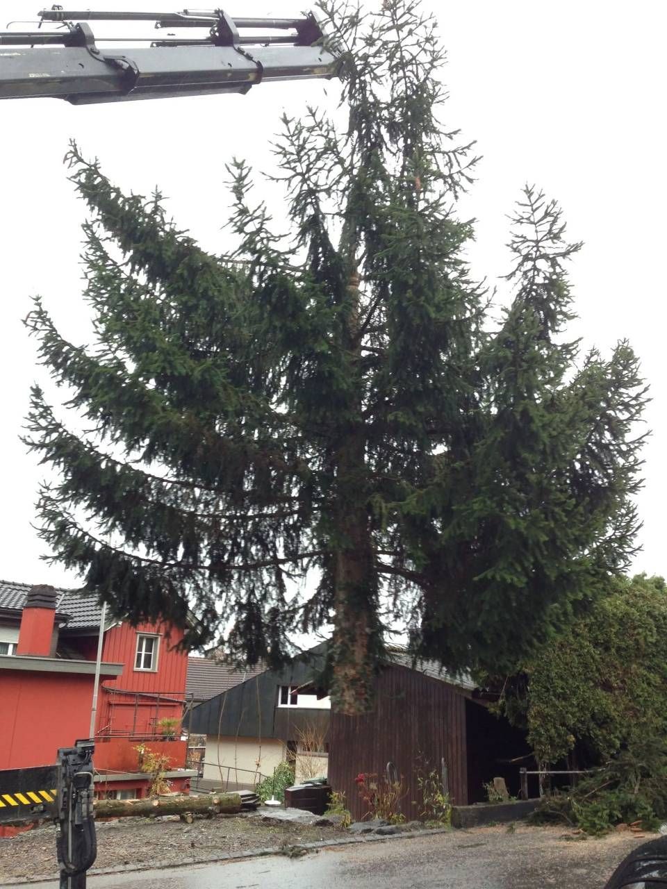 Ein grosser immergrüner Baum neben einem kleinen Schuppen, im Vordergrund ein rotes Gebäude und Bahngleise.