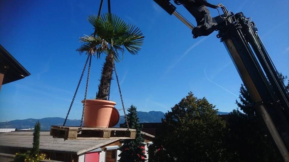 Ein Kran hebt vor strahlend blauem Himmel eine grosse Topfpalme auf einen Tieflader.