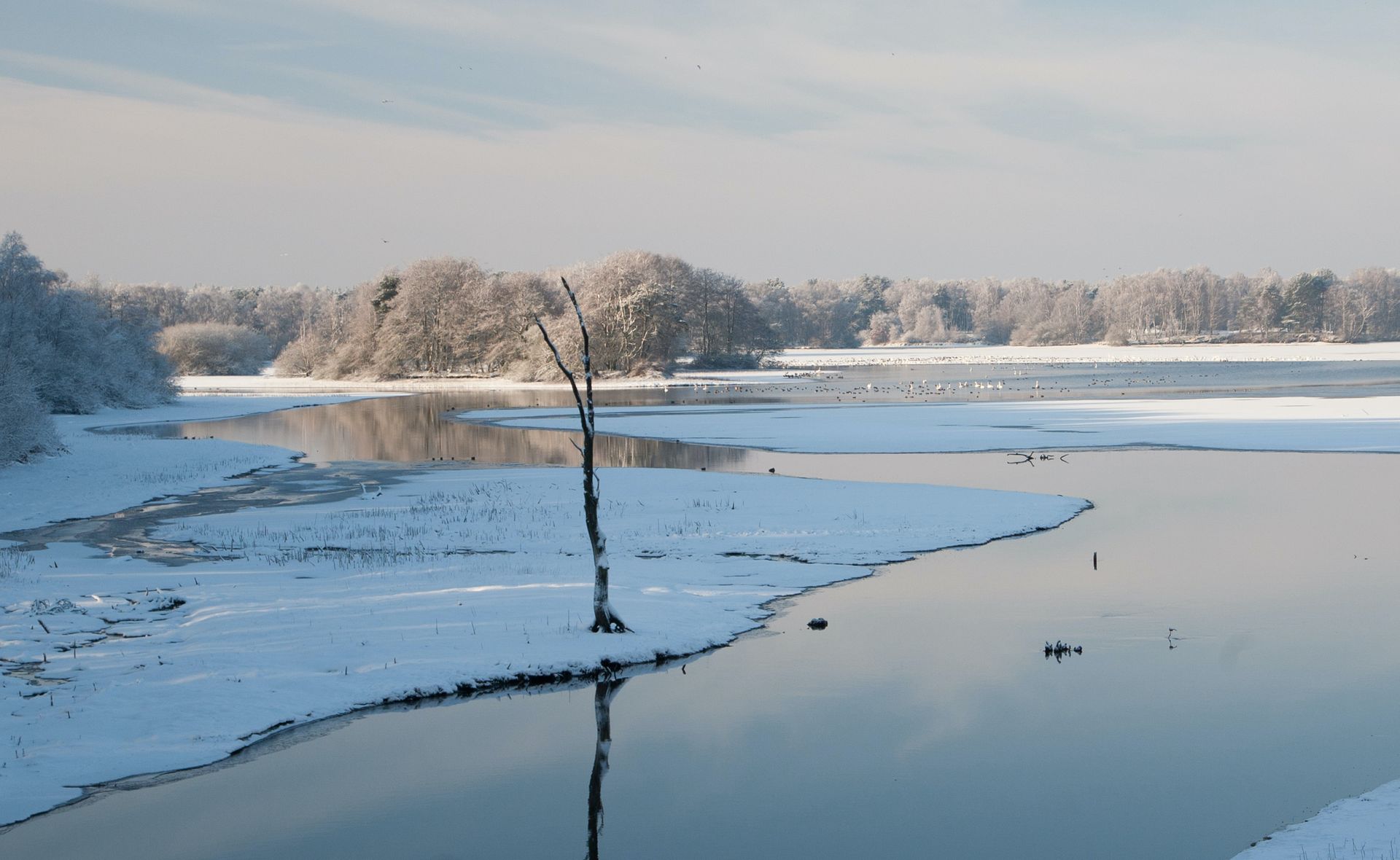 In a snow-covered, icy landscape with a calm river and frost-covered trees standing in the distance, there stands a lone, bare tree.