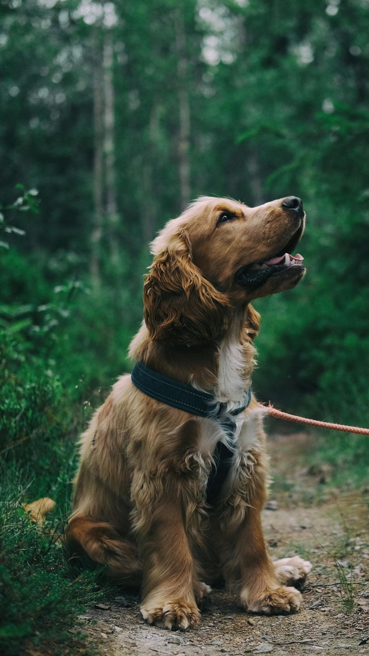 A golden-brown spaniel wearing a harness is sitting on a dirt path in a lush, green forest, looking up with its mouth open.