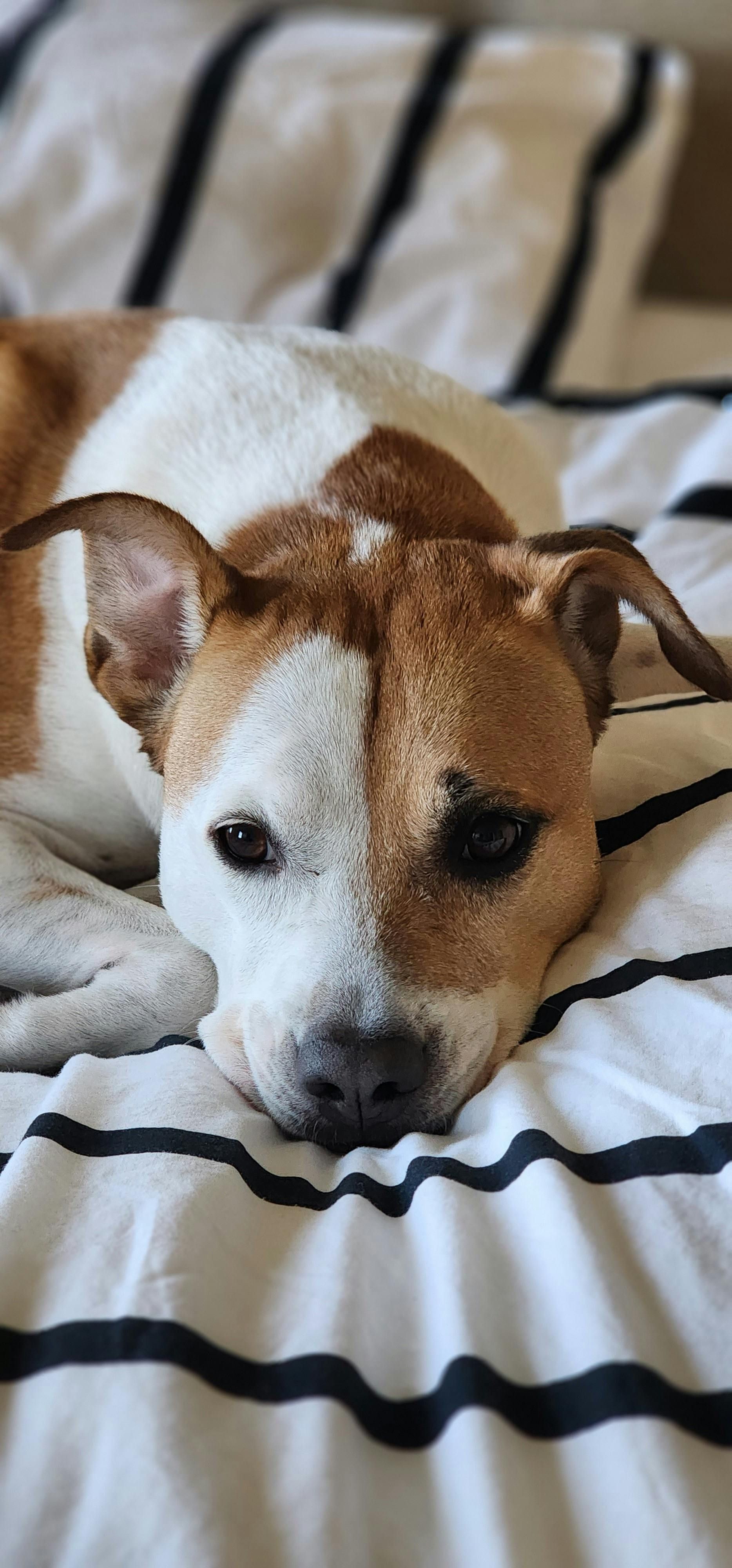 A brown-and-white dog is resting on a bed with black-and-white striped sheets.