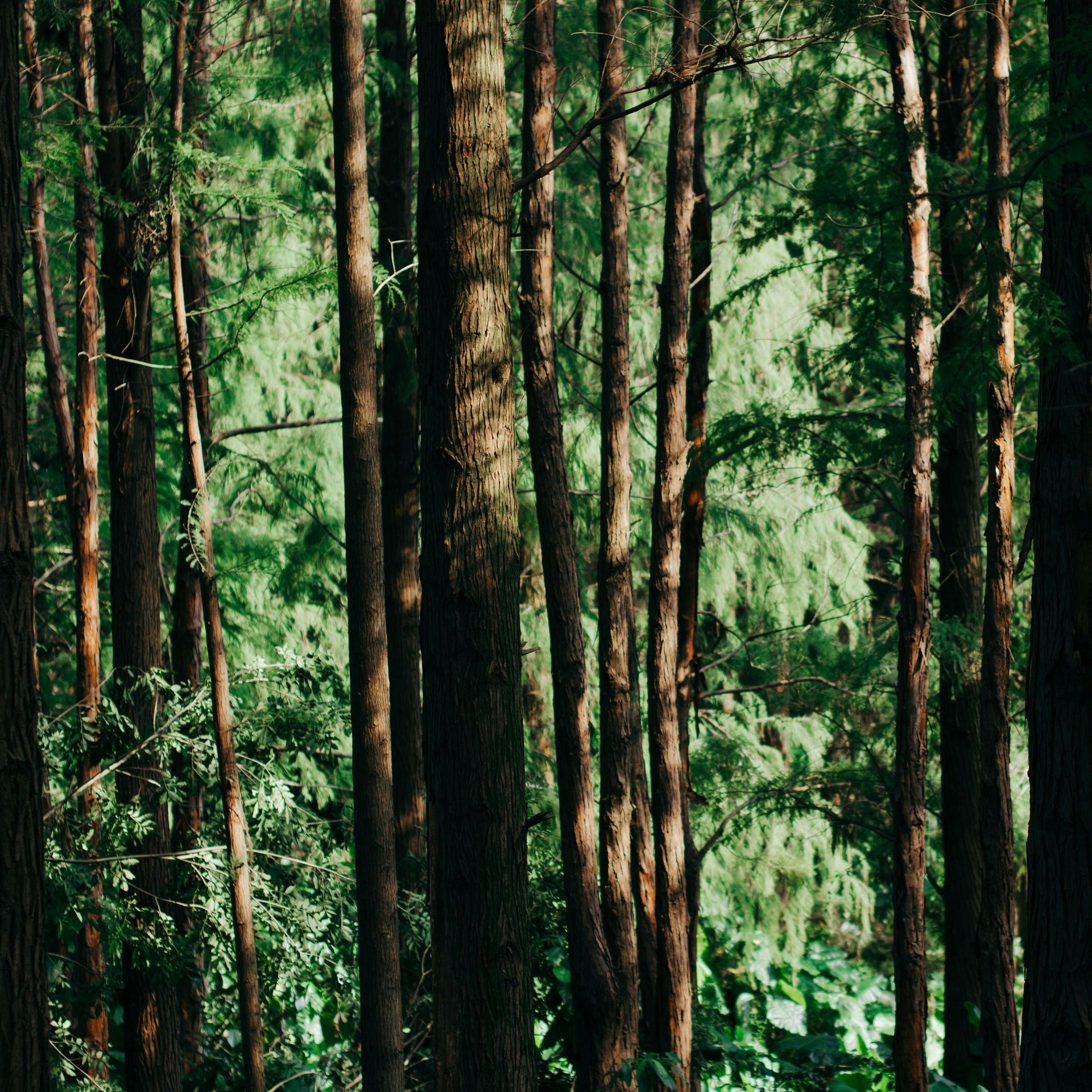 Hohe, schlanke Baumstämme in einem dichten Wald, im Hintergrund fällt Sonnenlicht durch die grünen Blätter.