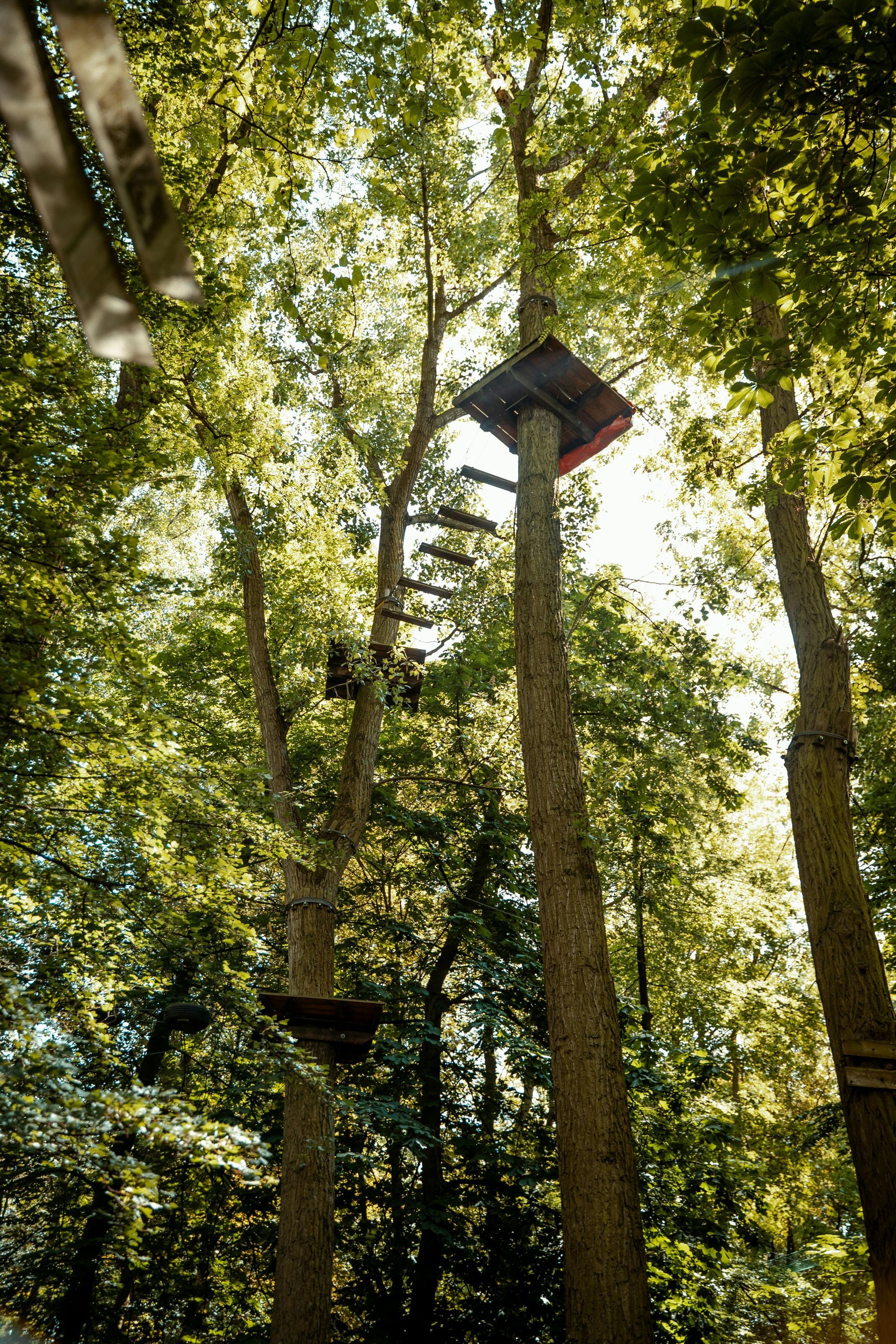 Een beeld vanuit vogelperspectief van een klimpark met houten platforms die aan hoge bomen in een zonovergoten bos zijn bevestigd.