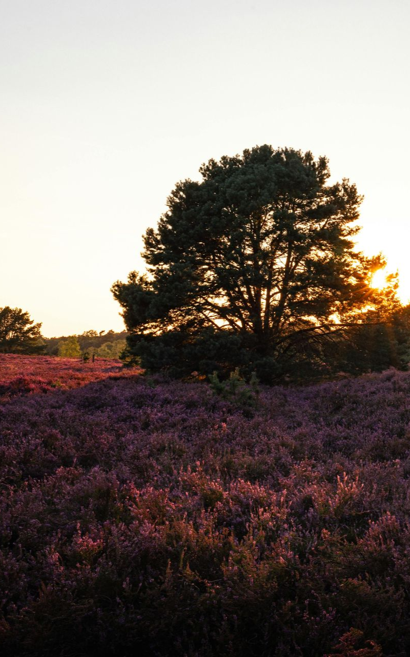 Behind a vast field of blooming purple heather stands a large tree, bathed in the golden glow of the setting sun.