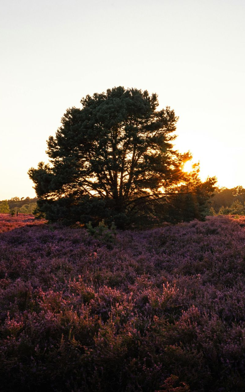 A solitary tree stands in a field of bright purple heather during a golden sunset.