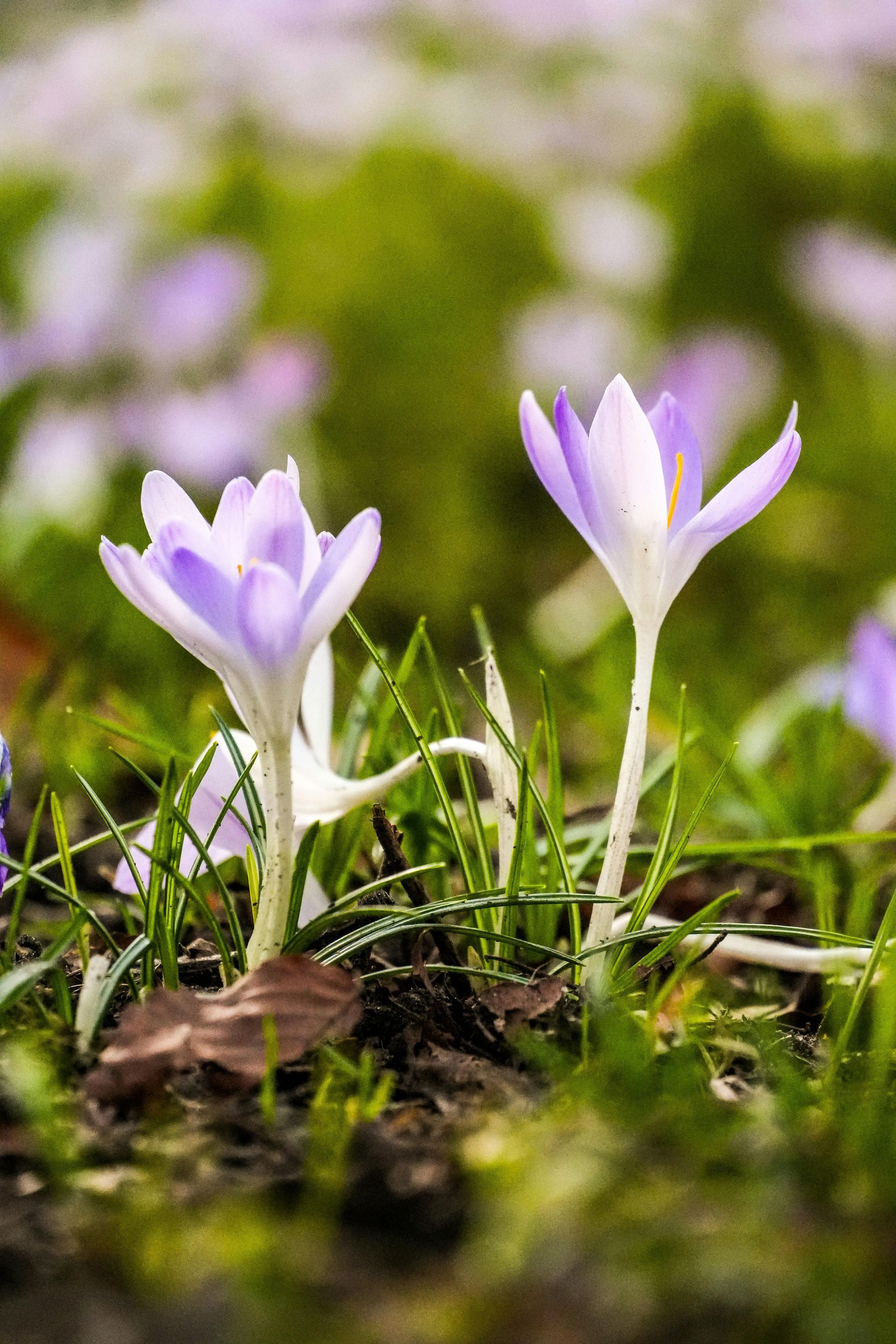 Two light purple crocus blossoms are blooming in a patch of green grass; in the background, soft-focus spring flowers can be seen.