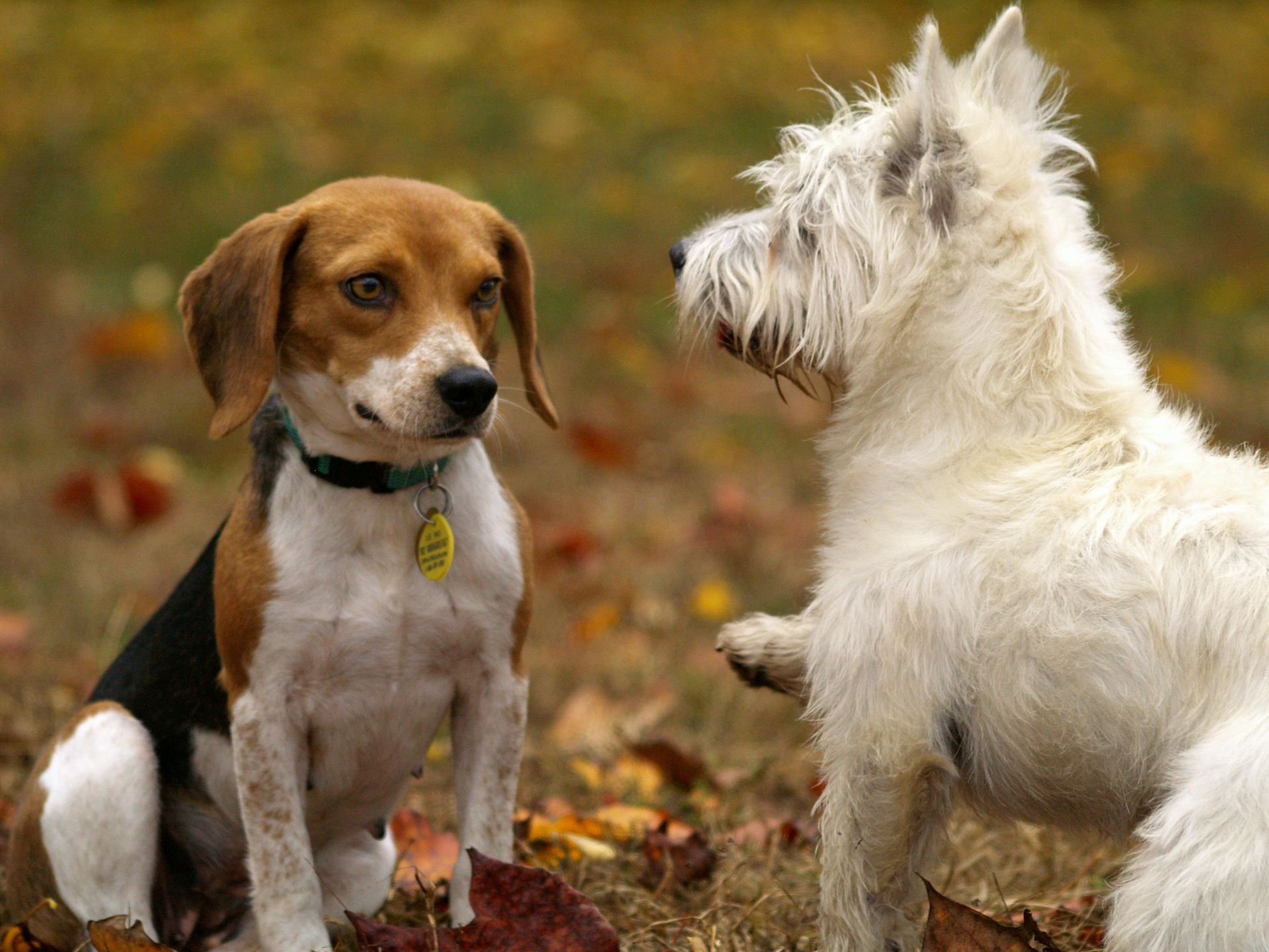 A beagle with a green collar is sitting there, looking at a shaggy white terrier in a park covered with autumn leaves.