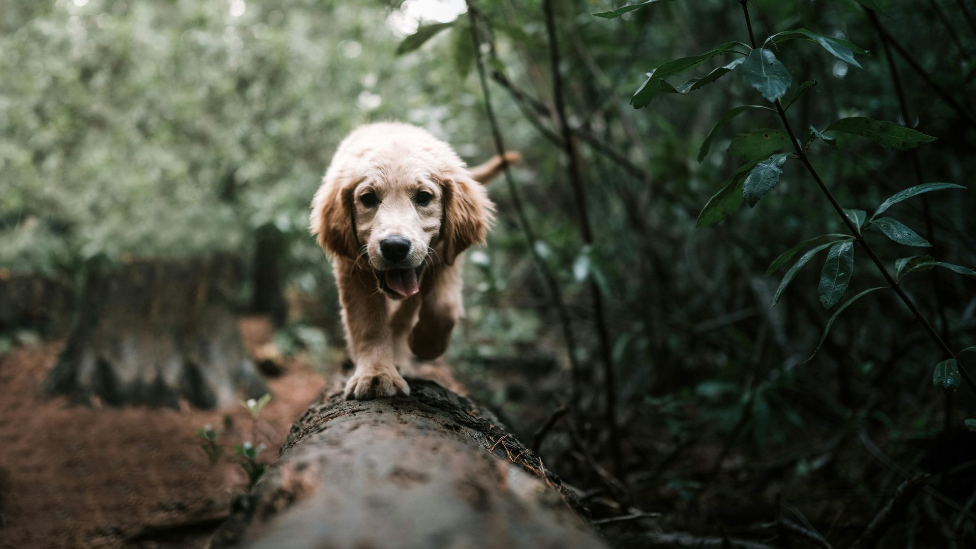 A golden-colored puppy carefully walks across a fallen tree trunk in a lush, dark forest.