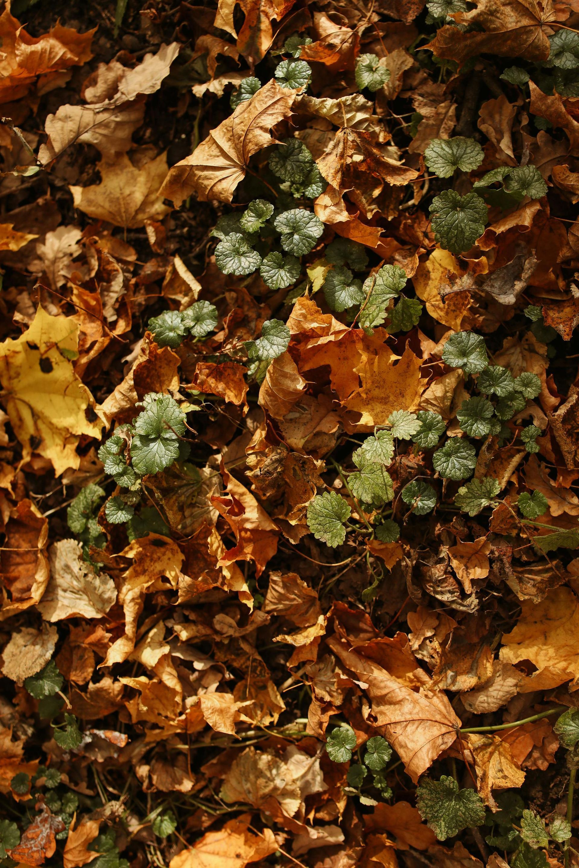 Small green groundcover plants with rounded leaves peek through a thick layer of fallen brown autumn leaves.