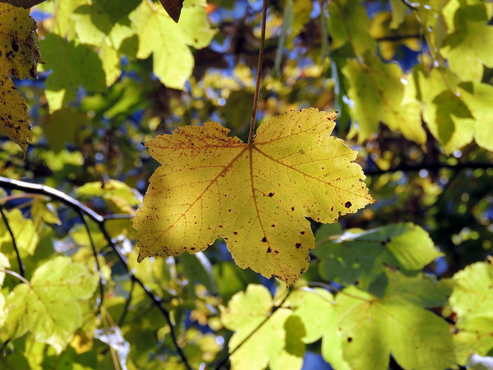 Ein leuchtend gelbes Ahornblatt mit braunen Flecken hängt an einem Ast zwischen anderen, weichgezeichneten grünen und gelben Blättern.