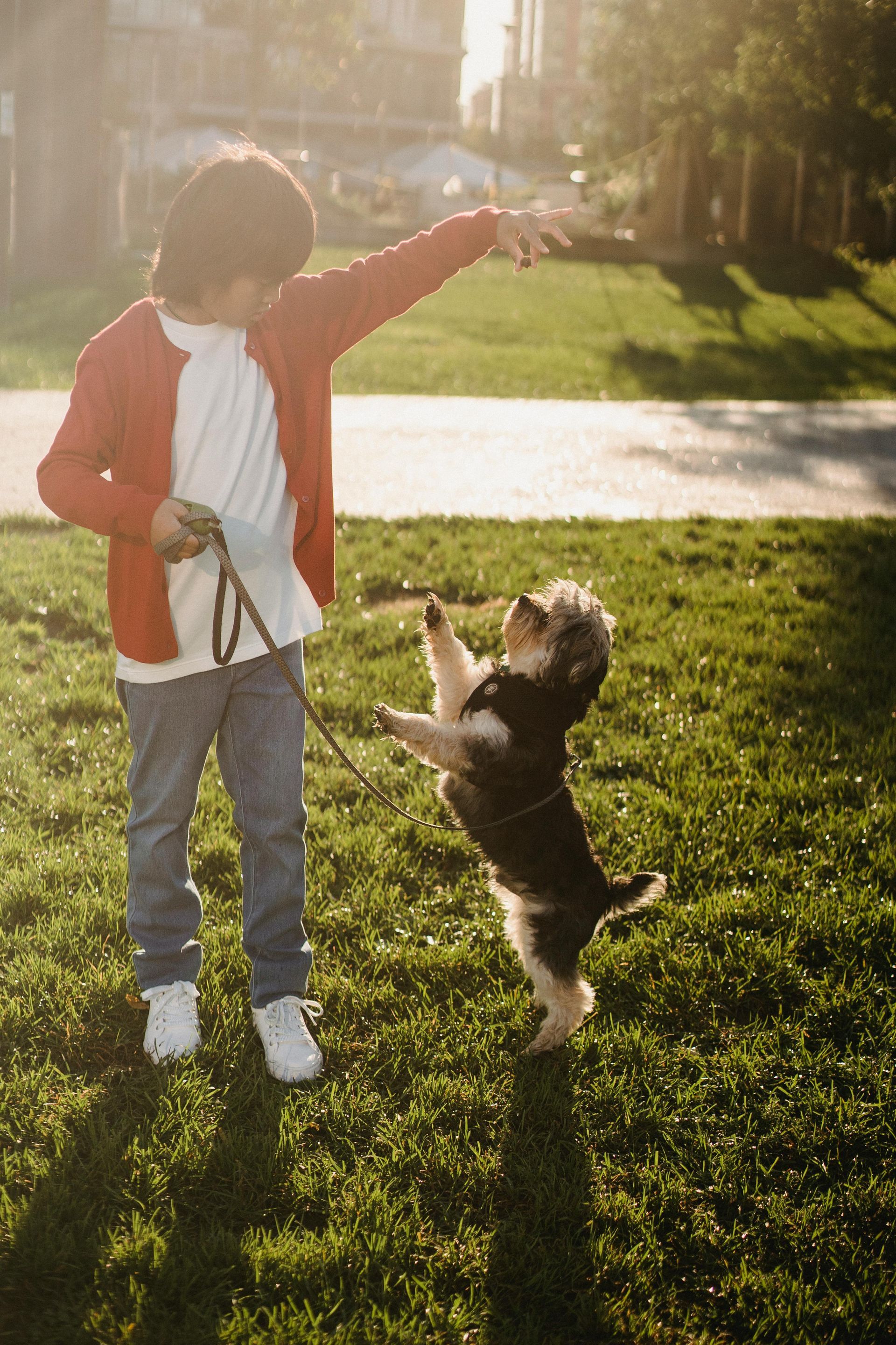A person in a red jacket is holding a leash while a small black-and-white dog stands on its hind legs on a lawn.