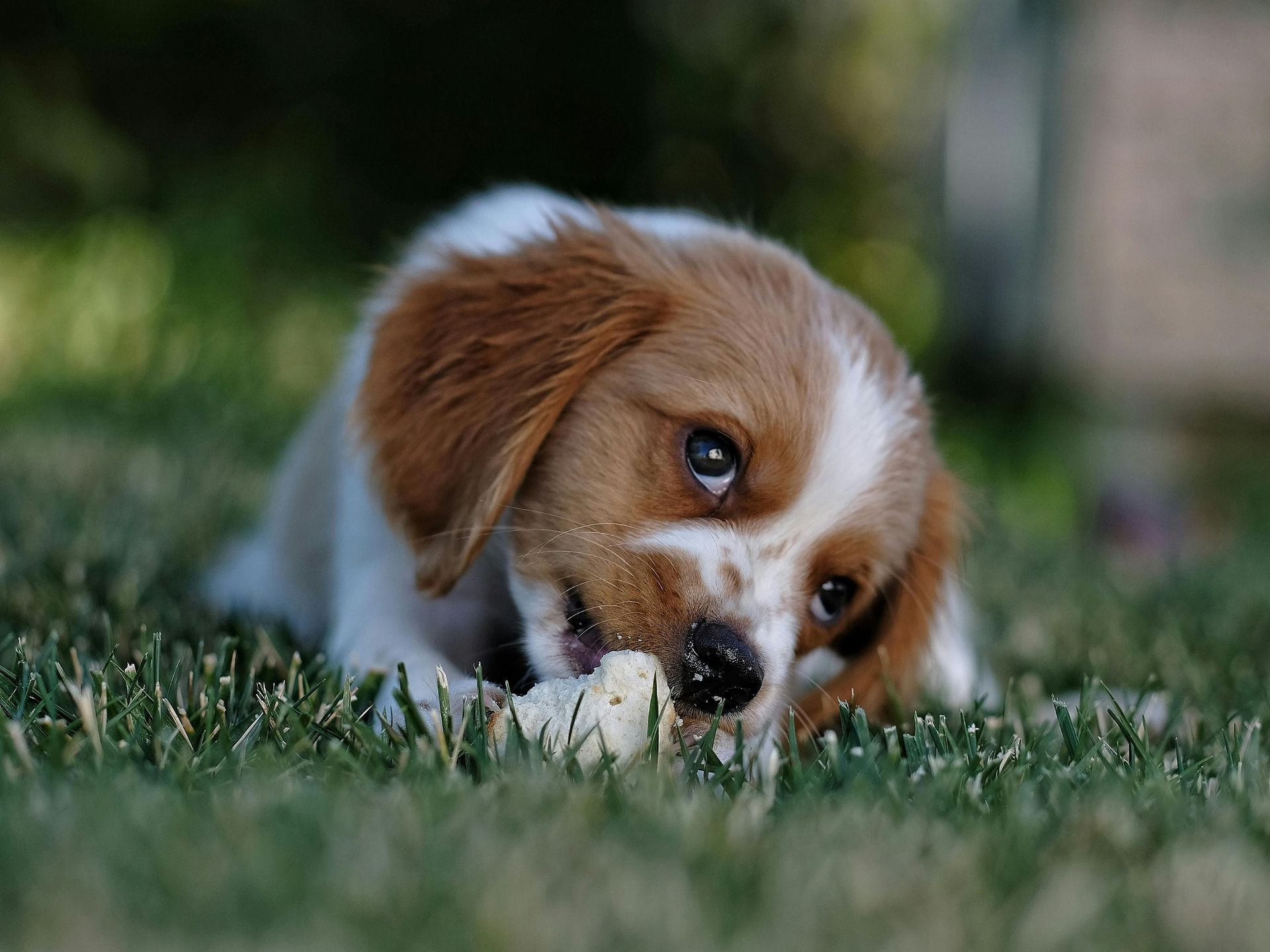 A small brown-and-white puppy is chewing on a treat in the grass.