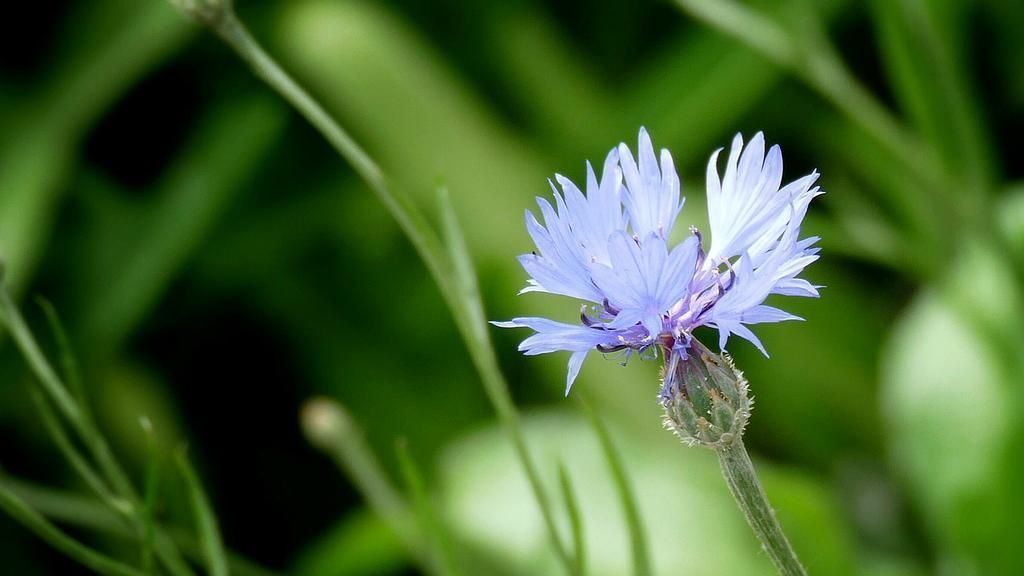 Rutschmann Gartenbau & Naturbau