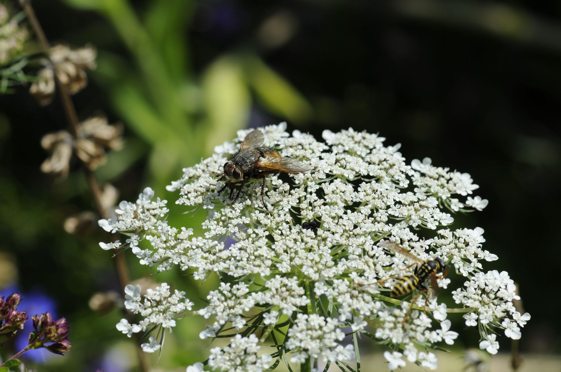 Rutschmann Gartenbau & Naturbau