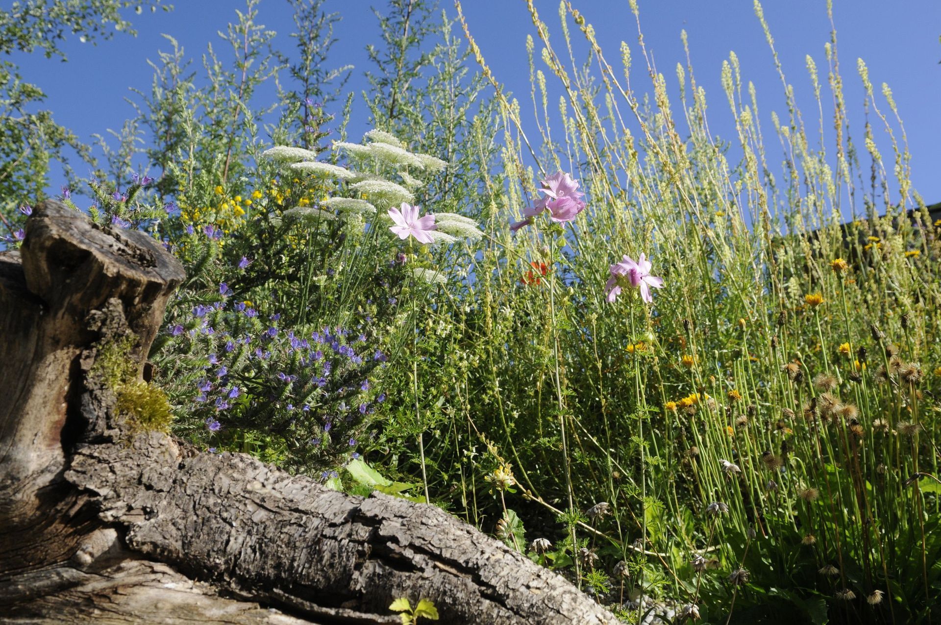 Rutschmann Gartenbau & Naturbau