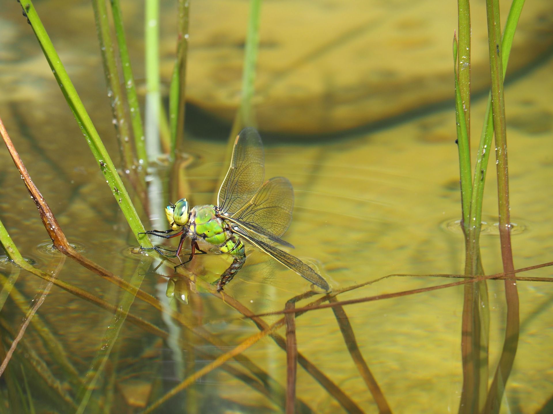Rutschmann Gartenbau & Naturbau